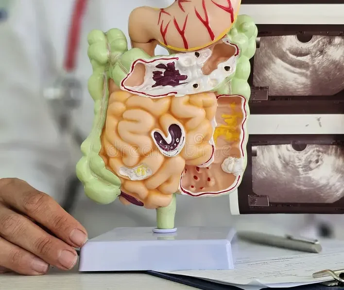 doctor-demonstrates-ultrasound-probe-digestive-system-model-doctor-demonstrates-ultrasound-probe-digestive-system-model-337689138